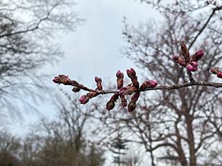 sakura2026_04_22tokiwa002.jpg