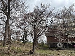 sakura2026_04_22tokiwa003.jpg