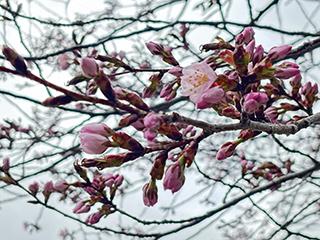 sakura2026_04_22tokiwa004.jpg