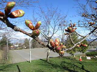 sakura2026_04_24asahiyama002.jpg