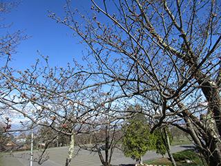 sakura2026_04_24asahiyama003.jpg