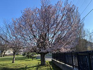 sakura2026_04_24hanasaki001.jpg