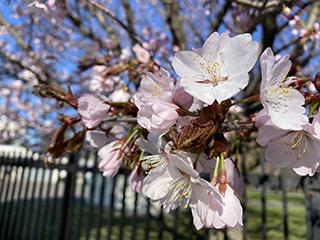 sakura2026_04_24hanasaki002.jpg