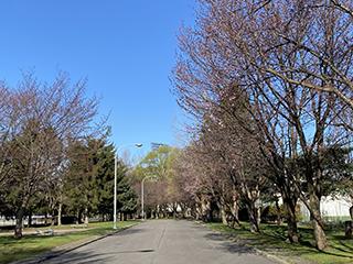 sakura2026_04_24hanasaki003.jpg