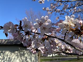 sakura2026_04_24hanasaki004.jpg