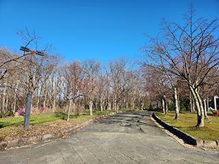 sakura2026_04_24kagura001.jpg