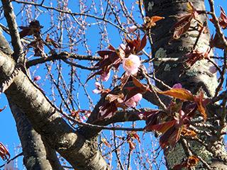 sakura2026_04_24kagura002.jpg