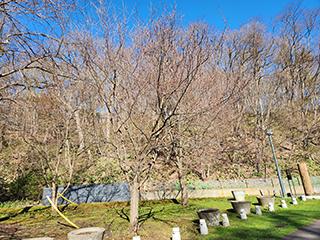 sakura2026_04_24kagura003.jpg