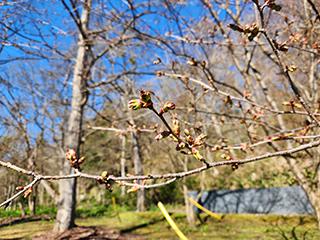 sakura2026_04_24kagura004.jpg