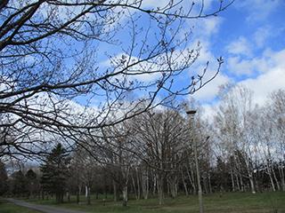 sakura2026_04_24syunkoudai004.jpg