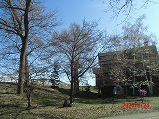 sakura2026_04_24tokiwa001.jpg