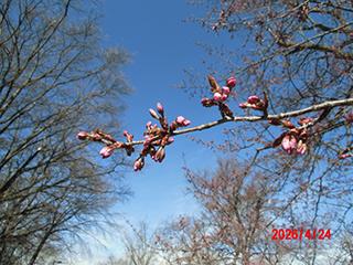 sakura2026_04_24tokiwa002.jpg