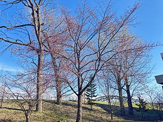 sakura2026_04_24tokiwa003.jpg