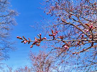 sakura2026_04_24tokiwa004.jpg