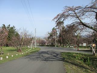 sakura2026_04_27asahiyama003.jpg