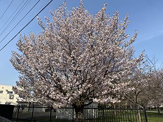 sakura2026_04_27hanasaki001.jpg