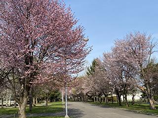 sakura2026_04_27hanasaki002.jpg