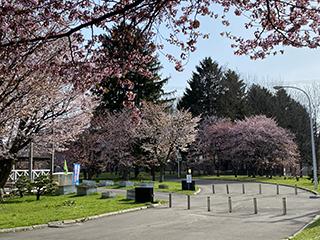 sakura2026_04_27hanasaki003.jpg