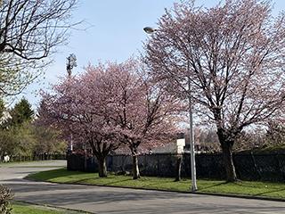 sakura2026_04_27hanasaki004.jpg