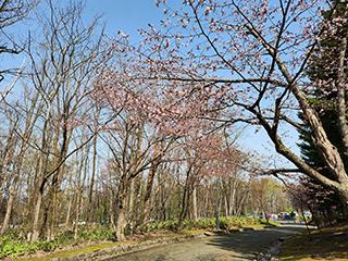 sakura2026_04_27kagura001.jpg