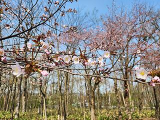 sakura2026_04_27kagura002.jpg