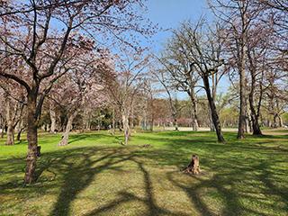 sakura2026_04_27kagura003.jpg