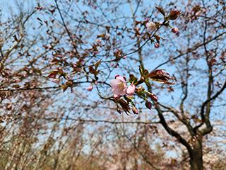 sakura2026_04_27kagura004.jpg