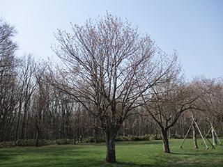 sakura2026_04_27syunkoudai002.jpg