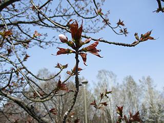 sakura2026_04_27syunkoudai003.jpg