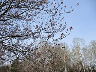 sakura2026_04_27syunkoudai004.jpg