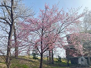 sakura2026_04_27tokiwa001.jpg
