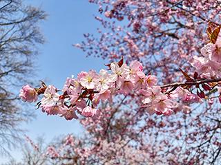 sakura2026_04_27tokiwa002.jpg