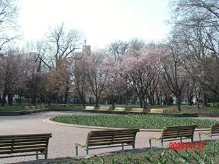 sakura2026_04_27tokiwa003.jpg