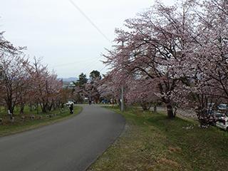 sakura2026_05_01asahiyama001.jpg
