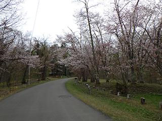 sakura2026_05_01asahiyama002.jpg