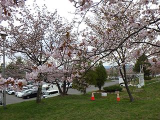 sakura2026_05_01asahiyama003.jpg