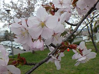 sakura2026_05_01asahiyama004.jpg