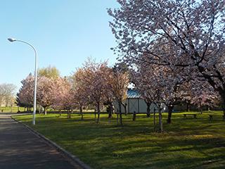 sakura2026_05_01hanasaki001.jpg