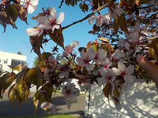 sakura2026_05_01hanasaki002.jpg