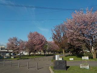 sakura2026_05_01hanasaki003.jpg