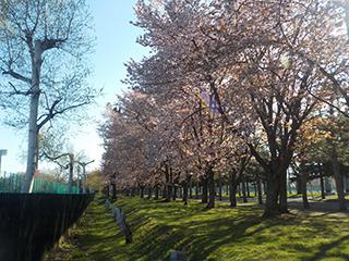 sakura2026_05_01hanasaki004.jpg
