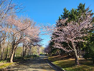 sakura2026_05_01kagura001.jpg