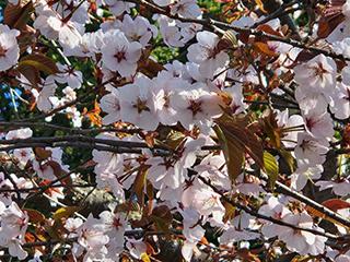 sakura2026_05_01kagura002.jpg