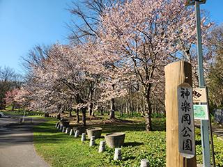 sakura2026_05_01kagura003.jpg