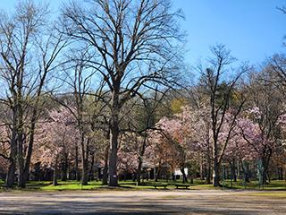 sakura2026_05_01kagura004.jpg