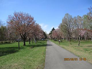 sakura2026_05_01syunkoudai001.jpg