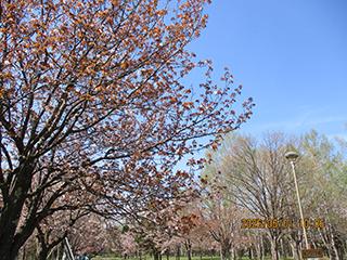 sakura2026_05_01syunkoudai002.jpg