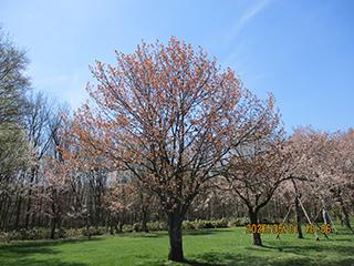 sakura2026_05_01syunkoudai003.jpg