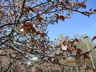 sakura2026_05_01syunkoudai004.jpg