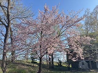 sakura2026_05_01tokiwa001.jpg